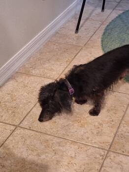 Captain -  Dachshund Dog for Adoption in Jacksonville, Florida - Captain | PetCurious