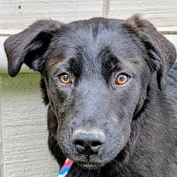Labrador Retriever and Mixed Breed Dogs Available for Adoption in Falls Church, Virginia - KC | PetCurious