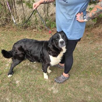 Border Collie and Great Pyrenees Dogs Available for Adoption - Lucy | PetCurious