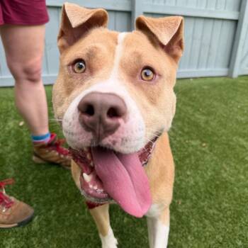 Big Boi -  Pit Bull Terrier Dog for Adoption in Troy, Virginia - Big Boi | PetCurious
