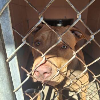 Rescue Pit Bull Terrier Dogs for Adoption in Gautier, Mississippi - Bayou | PetCurious