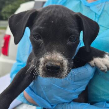 Camille -  Mixed Breed Dog for Adoption in Corinth, Mississippi - Camille | PetCurious