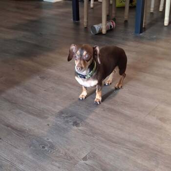 Chiweenie Dogs Available for Adoption in Harlem, Georgia - REESE | PetCurious