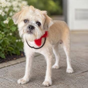 Morgan -  Brussels Griffon and Lhasa Apso Dog for Adoption in Orange, California - Morgan | PetCurious