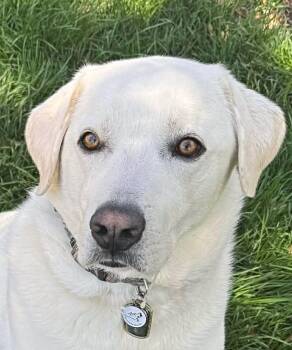 Labrador Retriever and Golden Retriever Dogs Available for Adoption - Marley | PetCurious