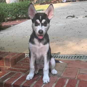 Ladybird -  Shepherd Dog for Adoption in Raleigh, North Carolina - Ladybird | PetCurious