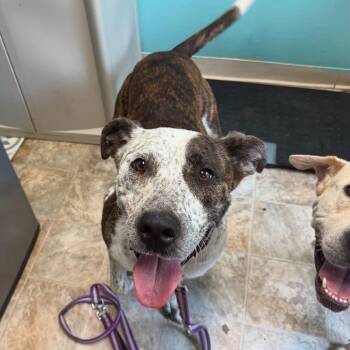Rescue Terrier and Cattle Dog Dogs for Adoption in Boerne, Texas - Locust | PetCurious