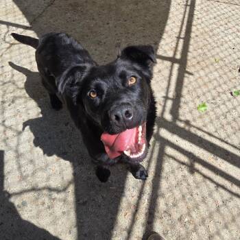 Retriever Dogs Available for Adoption in East Hanover, New Jersey - Coal | PetCurious