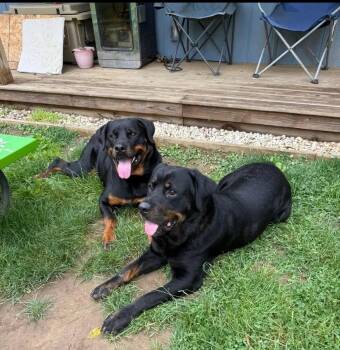 Hendrix & Harlee (bonded) -  Rottweiler Dog for Adoption in Polk, Ohio - Hendrix & Harlee (bonded) | PetCurious