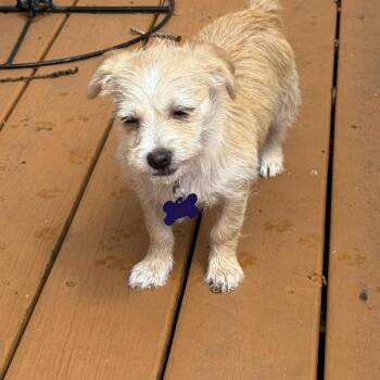 Terrier Dogs Available for Adoption - Mitty | PetCurious