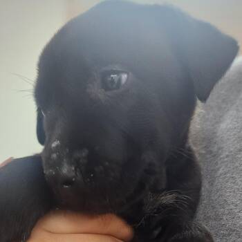 Barbacoa-2288 -  Black Labrador Retriever and Mixed Breed Dog for Adoption in Tyler, Texas - Barbacoa-2288 | PetCurious