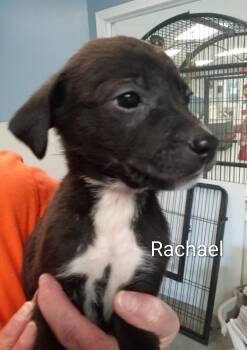 Border Collie Dogs Available for Adoption in Maynardville, Tennessee - Rachael | PetCurious