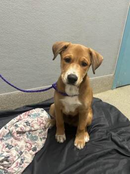 Labrador Retriever and Mixed Breed Dogs Available for Adoption - DODGER | PetCurious