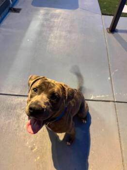 Rufus -  Pit Bull Terrier Dog for Adoption in Seward, Nebraska - Rufus | PetCurious