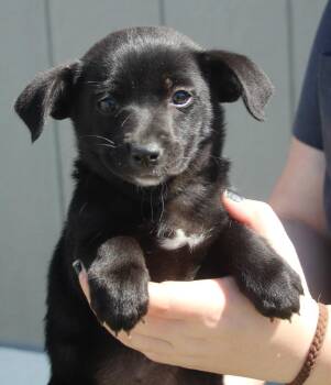 Chihuahua and Mixed Breed Dogs Available for Adoption in Vacaville, California - Delaney | PetCurious