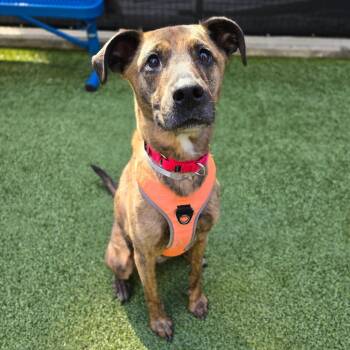 August -  Mixed Breed Dog for Adoption in New York, New York - August | PetCurious