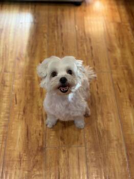 Loucy -  Maltese Dog for Adoption in Corona, California - Loucy | PetCurious