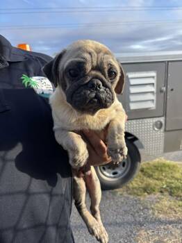Pug Dogs Available for Adoption - Beetle | PetCurious