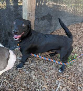 Chard -  Papillon and Border Collie Dog for Adoption in Healdsburg, California - Chard | PetCurious