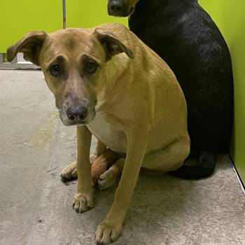 SPWA-Stray-149303 -  Shepherd and Mixed Breed Dog for Adoption in Spokane, Washington - SPWA-Stray-149303 | PetCurious