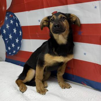 Yamaha -  German Shepherd Dog and Basset Hound Dog for Adoption in Urbana, Ohio - Yamaha | PetCurious