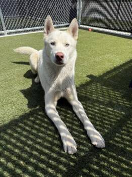 Galaxy -  Mixed Breed Dog for Adoption in Lafayette, Indiana - Galaxy | PetCurious