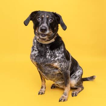 Rescue Australian Cattle Dog Blue Heeler Dogs for Adoption in Franklin, Tennessee - Rosie Posie | PetCurious