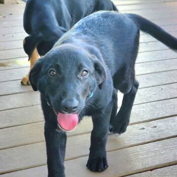 Labrador Retriever and Black Labrador Retriever Dogs Available for Adoption in Austin, Texas - Maggie | PetCurious
