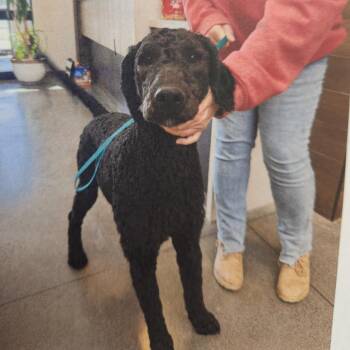 Standard Poodle Dogs Available for Adoption in Cumming, Georgia - Hawthorn 22242 | PetCurious