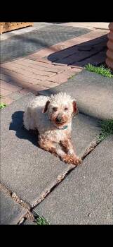 Poodle Dogs Available for Adoption in Schnecksville, Pennsylvania - AARON | PetCurious