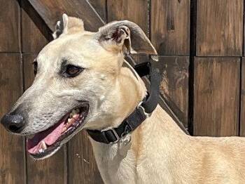 Rescue Greyhound Dogs for Adoption in Dallas, Texas - Tilly (aka DD