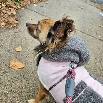 Pomeranian Dogs Available for Adoption - Eena | PetCurious