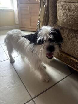 OREO -  Terrier and Mixed Breed Dog for Adoption in St. Cloud, Florida - OREO | PetCurious