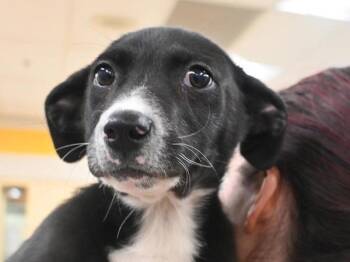 Labrador Retriever and Border Collie Dogs Available for Adoption - Cottage Cheese | PetCurious