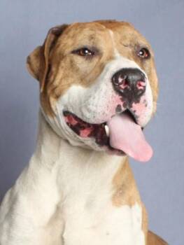 ANDRE -  Pit Bull Terrier and Catahoula Leopard Dog Dog for Adoption in Burbank, California - ANDRE | PetCurious