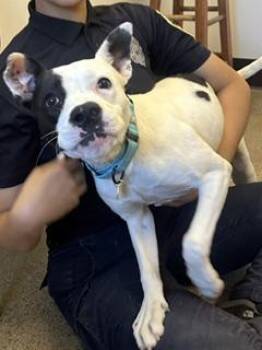 Harper -  Pit Bull Terrier Dog for Adoption in Cleveland, Ohio - Harper | PetCurious