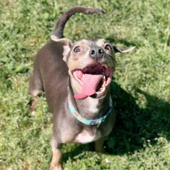 Chihuahua Dogs Available for Adoption in Pleasure Rdge, Kentucky - Weezy | PetCurious
