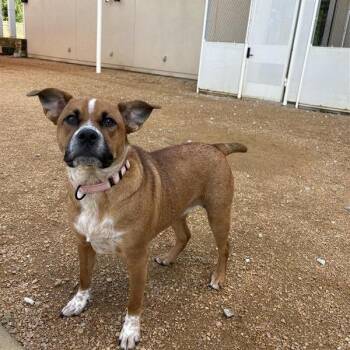 Baby Girl -  Mixed Breed Dog for Adoption in Bentonville, Arkansas - Baby Girl | PetCurious