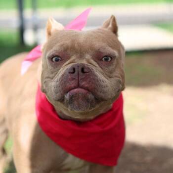 REYNA -  American Staffordshire Terrier Dog for Adoption in San Antonio, Texas - REYNA | PetCurious