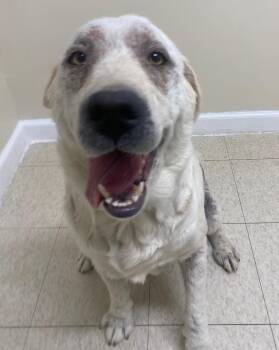 Ruth -  Labrador Retriever Dog for Adoption in Fall River, Massachusetts - Ruth | PetCurious