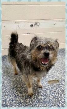 Border Terrier and Yorkshire Terrier Dogs Available for Adoption in Brewster, New York - Scruffy | PetCurious
