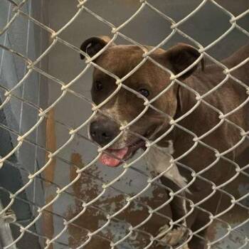 Mixed Breed Dogs Available for Adoption in Gadsden, Alabama - Charles | PetCurious