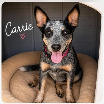 Carrie -  Australian Cattle Dog Blue Heeler Dog for Adoption in Phoenix, Arizona - Carrie | PetCurious
