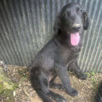 Gemma -  Labradoodle Dog for Adoption in Lancaster, Kentucky - Gemma | PetCurious