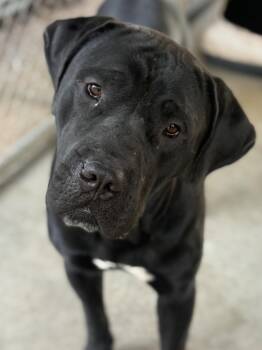 Odin -  Cane Corso Dog for Adoption in Leavenworth, Kansas - Odin | PetCurious