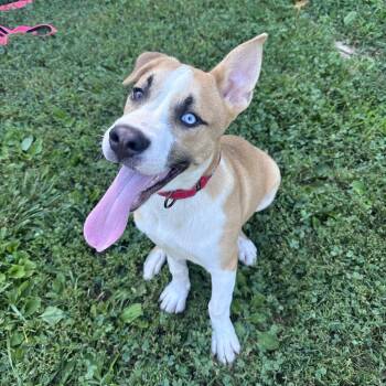 Douglas -  Siberian Husky and American Staffordshire Terrier Dog for Adoption in Mount Vernon, Indiana - Douglas | PetCurious