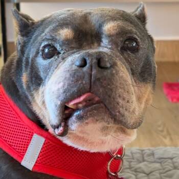 English Bulldog Dogs Available for Adoption in San Francisco, California - Sweater Weather 11403 | PetCurious