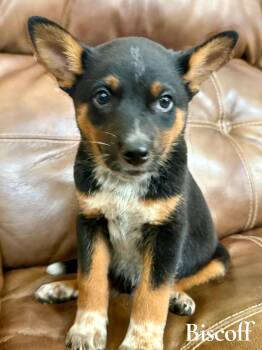 Biscoff -  Australian Cattle Dog Blue Heeler and Australian Shepherd Dog for Adoption - Biscoff | PetCurious