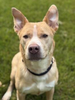 Rescue Carolina Dog and Husky Dogs for Adoption in Billerica, Massachusetts - Odie | PetCurious