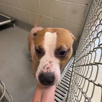 Shrek -  Mixed Breed Dog for Adoption in Batavia, Ohio - Shrek | PetCurious